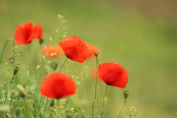 Corn poppy