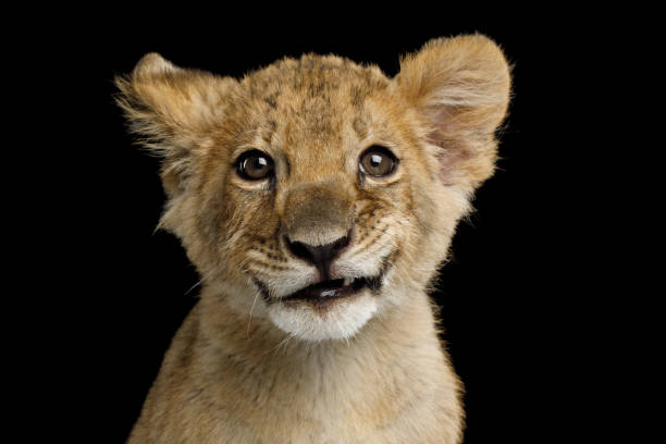 retrato de cachorro de león - cachorro de león fotografías e imágenes de stock