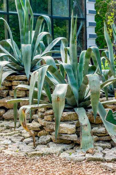 istock big blue agave plant among stones. Plant for making tequila. 824852328