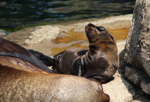istock The California sea lion (Zalophus californianus) 824852340
