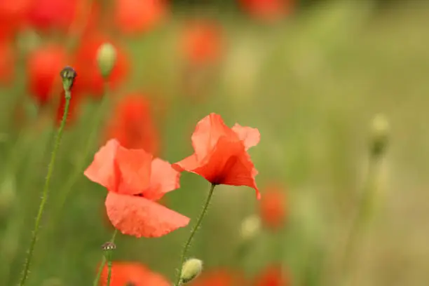 Corn poppy