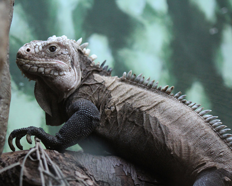 iguana resting on a branch