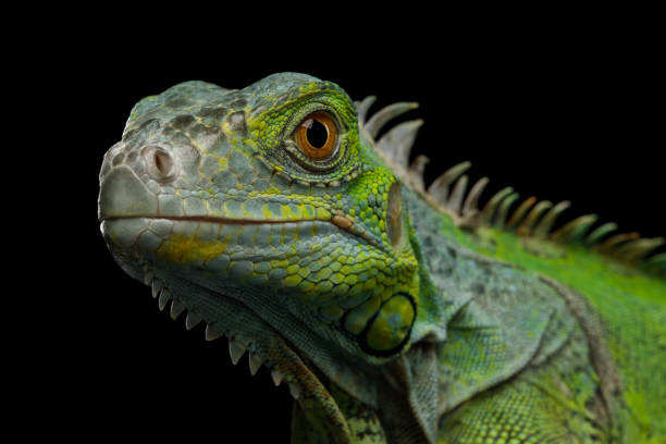 iguane vert isolé sur fond noir - iguane photos et images de collection