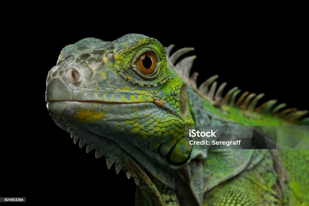 Green iguana isolated on black background Close-up Head of Reptile, Young Green Iguana isolated on black background Iguana Stock Photo