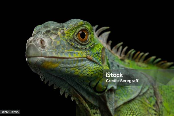 Green Iguana Isolated On Black Background Stock Photo - Download Image Now - Iguana, Black Background, Lizard