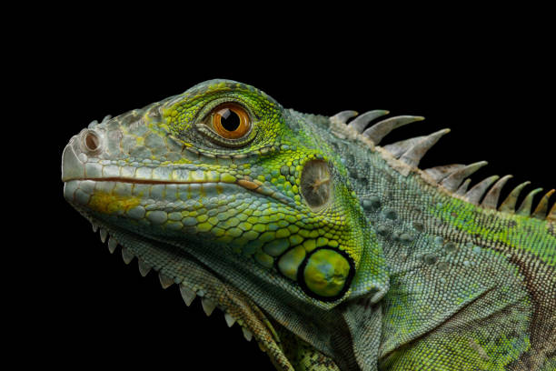 istock Green iguana isolated on black background 824853396