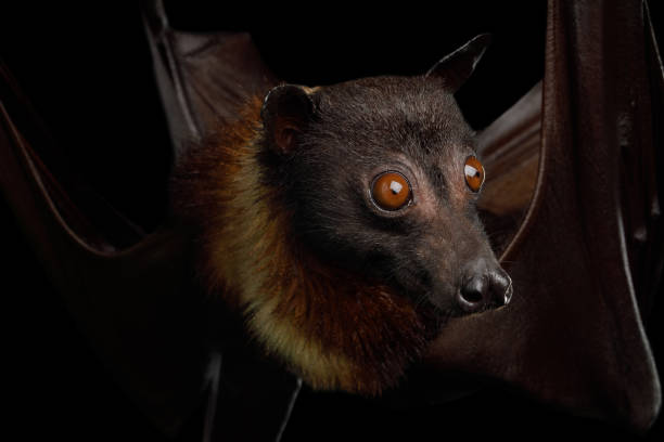 Flying fox Close-up Portrait of Flying fox or Fruit Bat isolated on Black Background fruit bat stock pictures, royalty-free photos & images