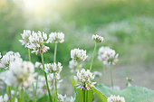 White clover (Trifolium repens) flowers