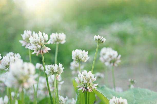 White clover (Trifolium repens) flowers stock photo