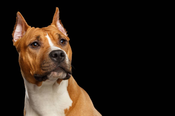 istock American Staffordshire Terrier 824853658