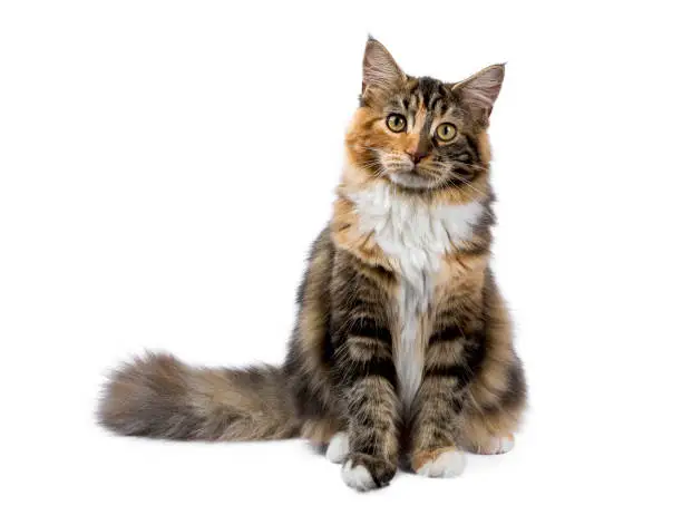 Photo of Young Maine Coon cat / kitten sitting isolated on white background