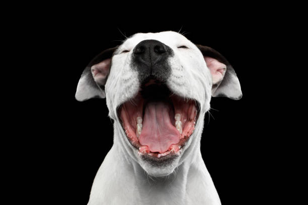 istock American Staffordshire Terrier 824855836