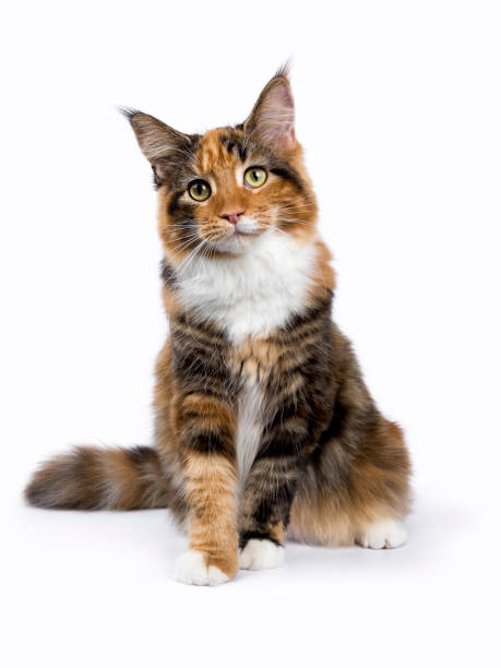 istock Young Maine Coon cat / kitten sitting isolated on white background 824856068