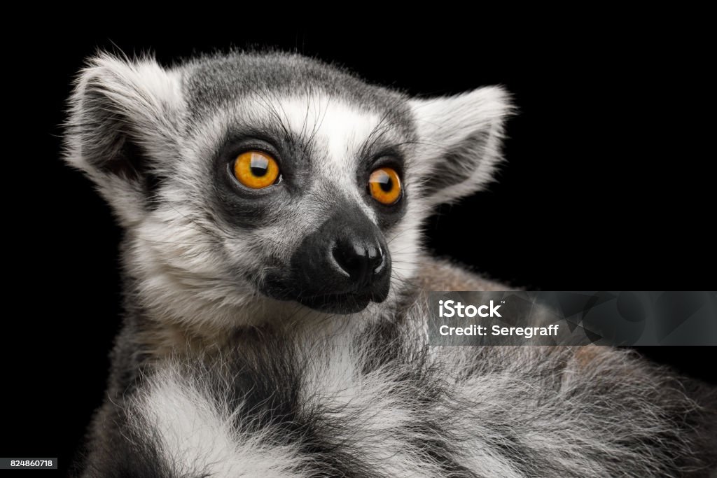 Ring-tailed Lemur Close-up Portrait of Ring-tailed Lemur Madagascar animal, Isolated on Black Background Close-up Stock Photo