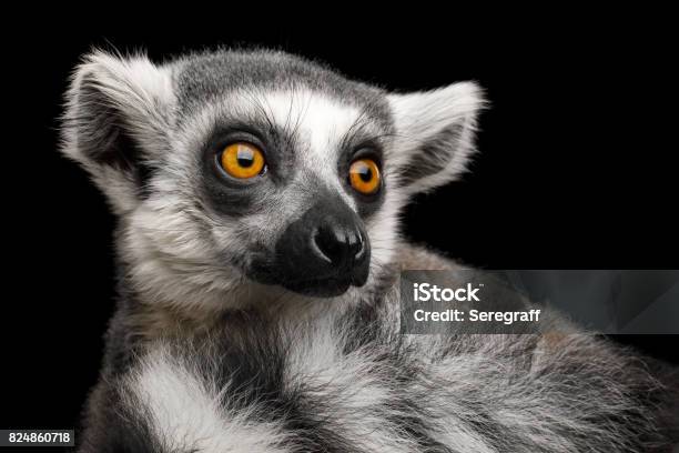 Ringtailed Lemur Stock Photo - Download Image Now - Close-up, Ring - Jewelry, Africa