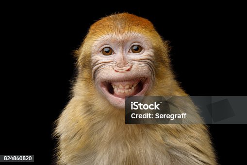 307.000+ Mono Primate Fotografías de stock, fotos e imágenes libres de  derechos - iStock