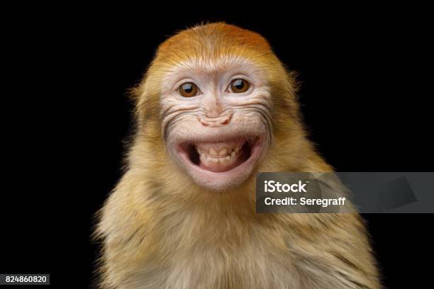 バーバリーマカク - 猿のストックフォトや画像を多数ご用意 - 猿, 動物, ユーモア
