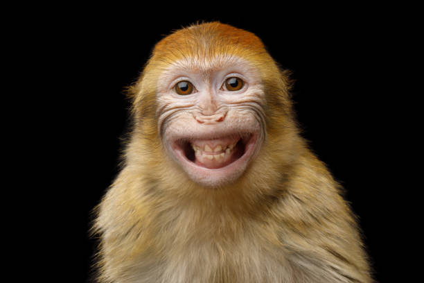 Barbary Macaque Funny Portrait of Smiling Barbary Macaque Monkey, showing teeth Isolated on Black Background primate stock pictures, royalty-free photos & images