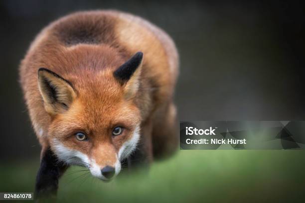 Fox In The Countryside Stock Photo - Download Image Now - Fox, Close-up, Animals In The Wild