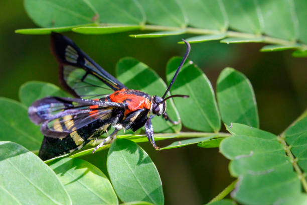 istock Image of Wasp moth on green leaves. Insect Animal 824863744