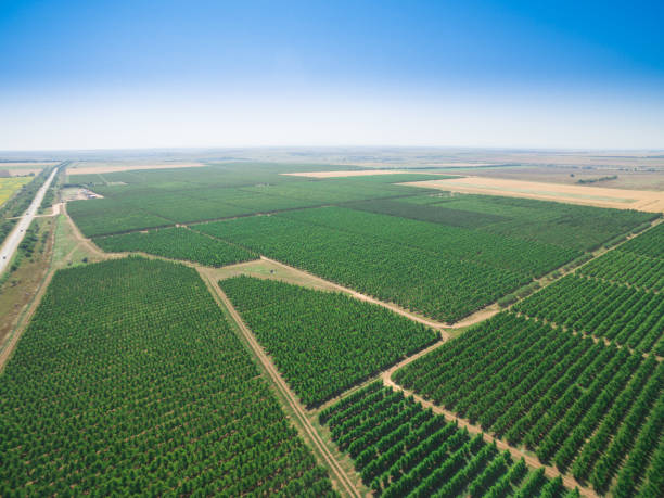 istock Aerial view of plantations with orchards 824863756