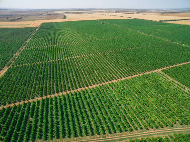 istock Neat rows of fruit trees, aerial view 824863766