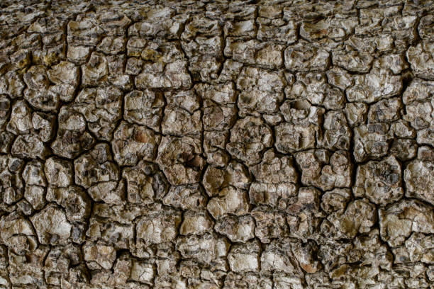 istock Wood texture with natural patterns, Background old panels, The bark of the tree. 824863784