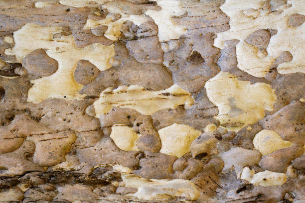 istock Wood texture with natural patterns, Background old panels, The bark of the tree. 824863790