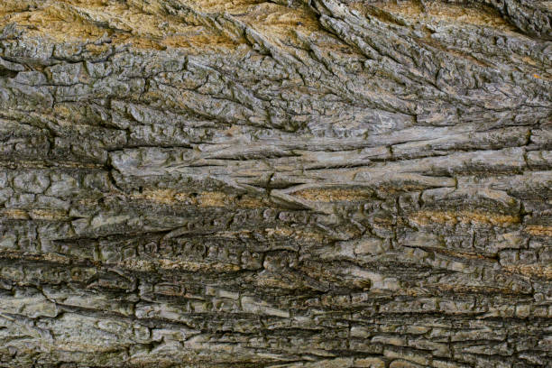 istock Wood texture with natural patterns, Background old panels, The bark of the tree. 824863830