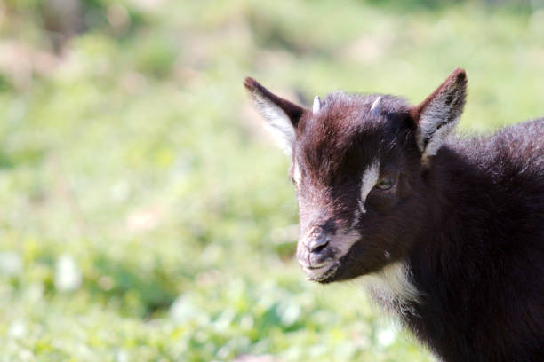 istock Wild goat kid in the Spring sun. 824863924