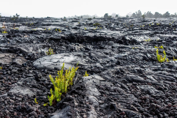 istock Volcano Field, Volcano national park 824864016