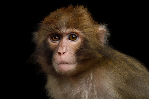 Rhesus macaques Monkeys are familiar brown primates with red faces and rears. They have close-cropped hair on their heads, which accentuates their very expressive faces.