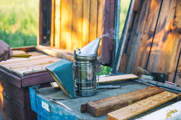 istock Bee smoker with smoke copyspace beekeeping apiculture professional equipment technology tool concept. 824864556