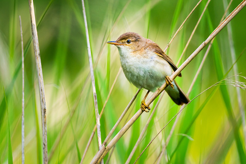 A Reed Warbler bird perched amongst the reeds