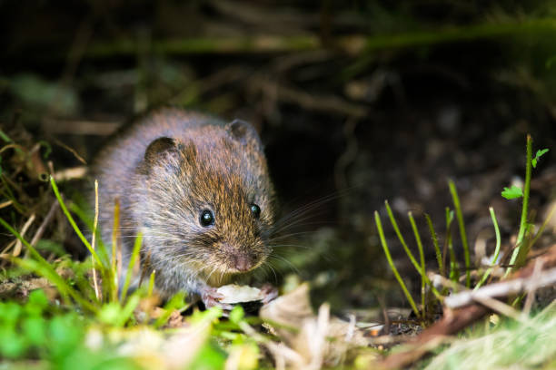 bank ostschermaus - mouse rodent animal field mouse stock-fotos und bilder