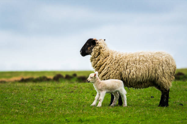 Sheep and Lamb Sheep and cute lamb standing in a field ewe stock pictures, royalty-free photos & images