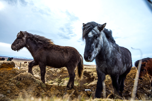 Icelandic horse in the nature