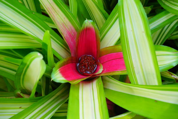 Bromeliad