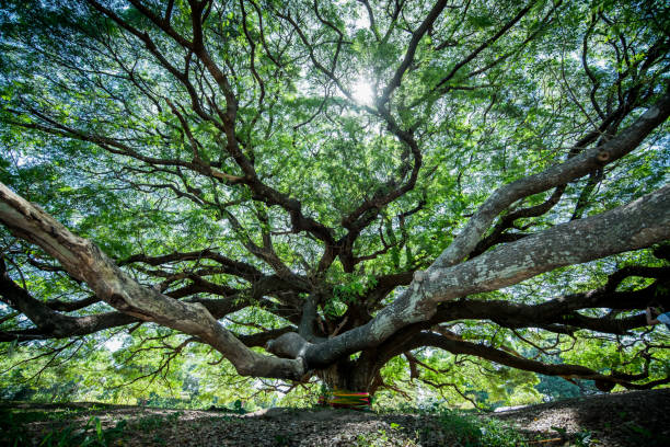 istock Large Samanea saman tree with branch in Kanchanaburi, Thailand 824875786