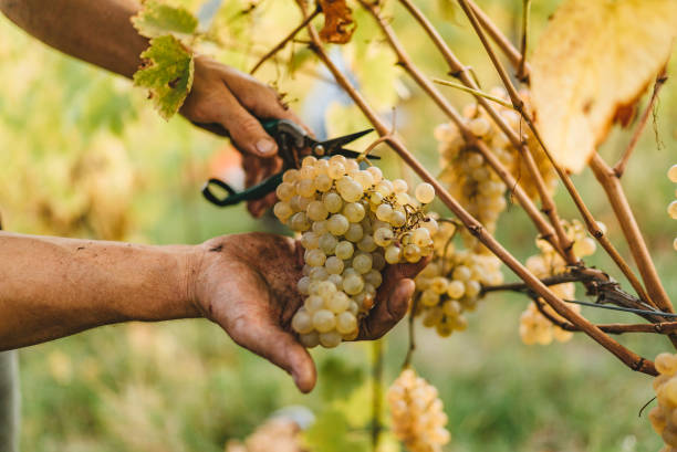 istock Grape harvest in the Tuscan hills. 824875968
