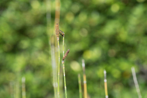 Stem of horsetail grass Macrophotography of the horsetail grass stem horsetail bamboo stock pictures, royalty-free photos & images