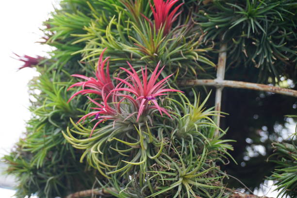 tillandsia - perennial leaf fruit tropical fruit foto e immagini stock