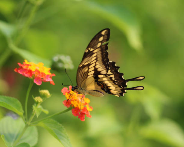 istock Papilio thoas, the king swallowtail 824878278