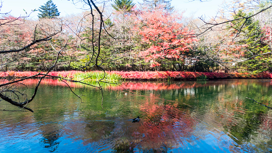 Nagano, Japan - 04 Nov, 2014 : The fall season of Karuizawa, Nagano with nice color, Japan