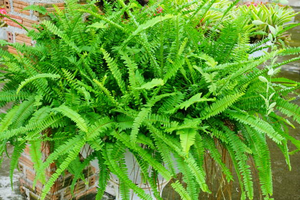 istock Houseplant fern 824878828
