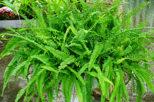 istock Houseplant fern 824878872