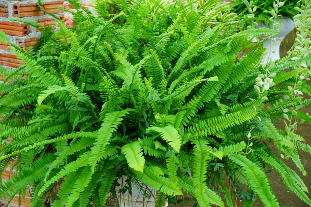 istock Houseplant fern 824879020