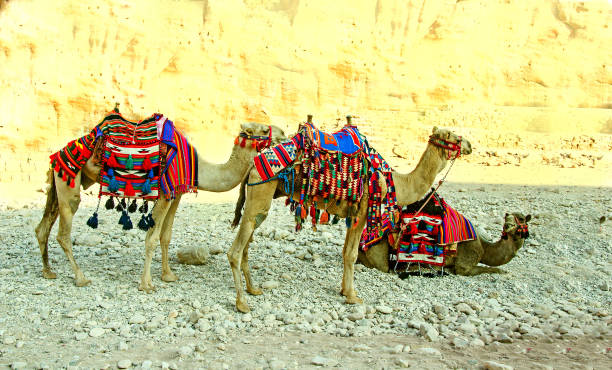 istock Camels at Petra, Jordan 824880194