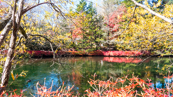Nagano, Japan - 04 Nov, 2014 : The fall season of Karuizawa, Nagano with nice color, Japan