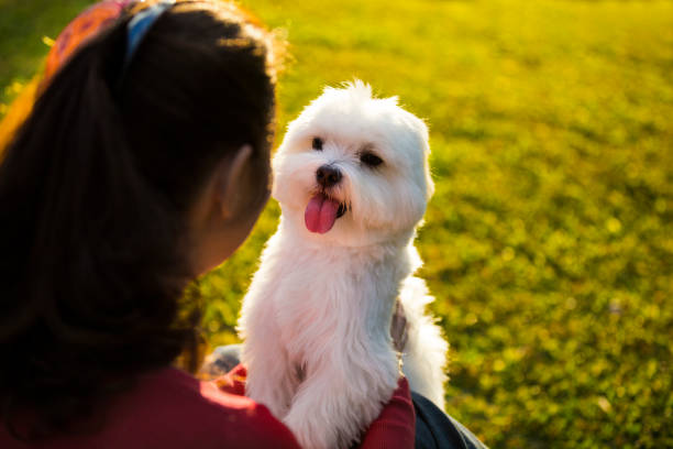 istock Dog and his owner 824883148